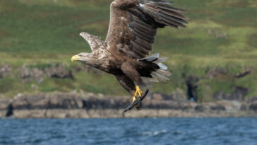 Aigle pygargue à queue blanche (Haliaeetus albicilla) sur l'île de Mull, Écosse aigles