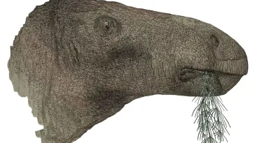 dinosaure Comptonatus chasei