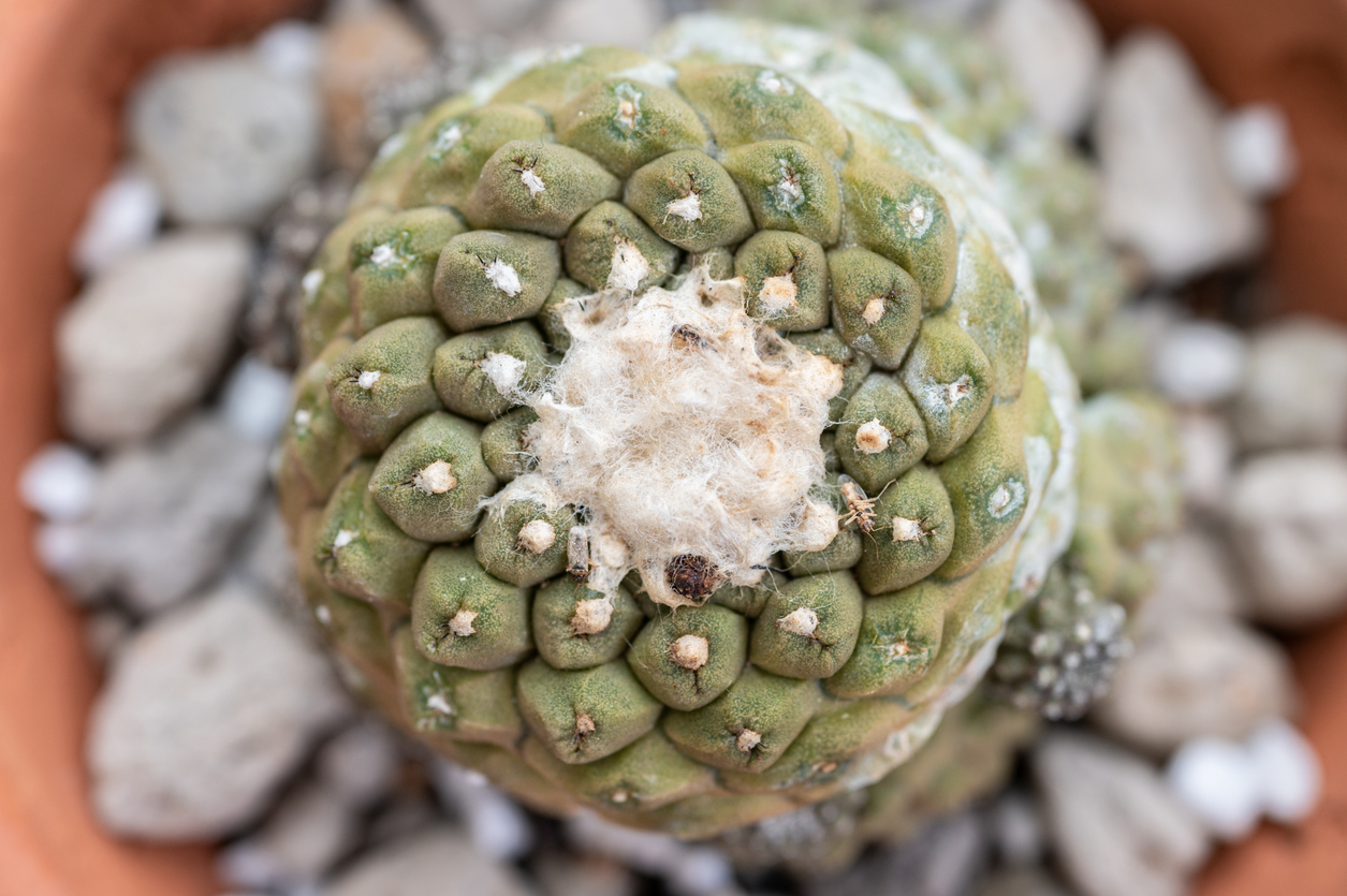 cactus Copiapoa Hypogaea cactus. Copiapoa hypogaea vu de haut esp&egrave;ce plante ornement