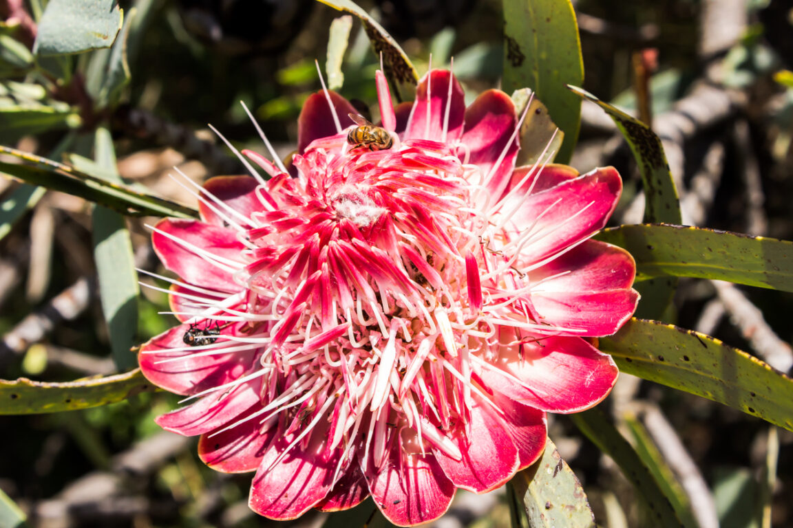 Fleur de Protée Rose d’un érablière, Protea Caffra