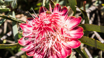 Fleur de Protée Rose d’un érablière, Protea Caffra