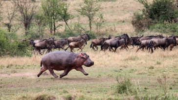 Hippopotame en train de courir