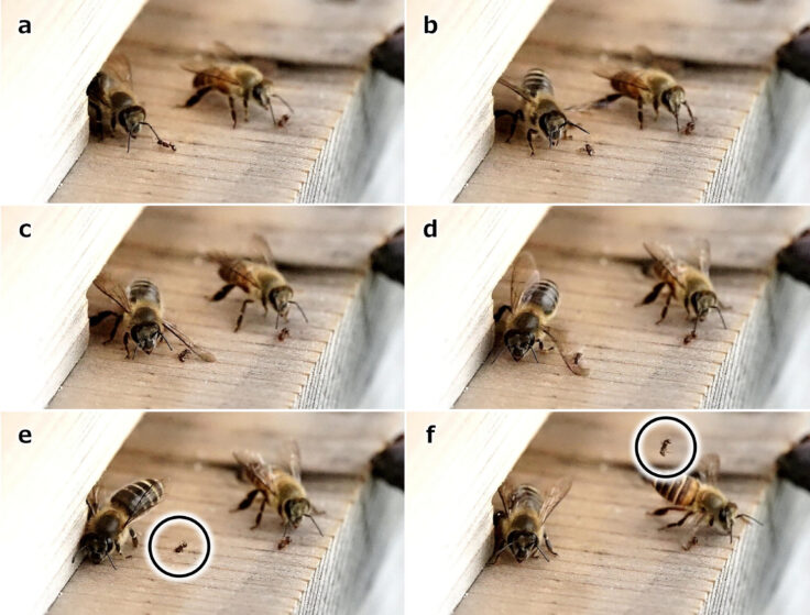 abeilles coup d'aile gifle contre fourmis