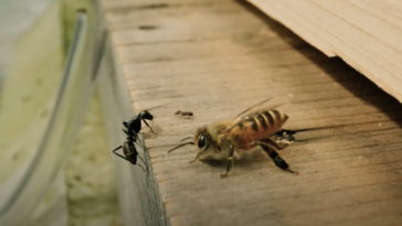 abeilles japonaises vs fourmis