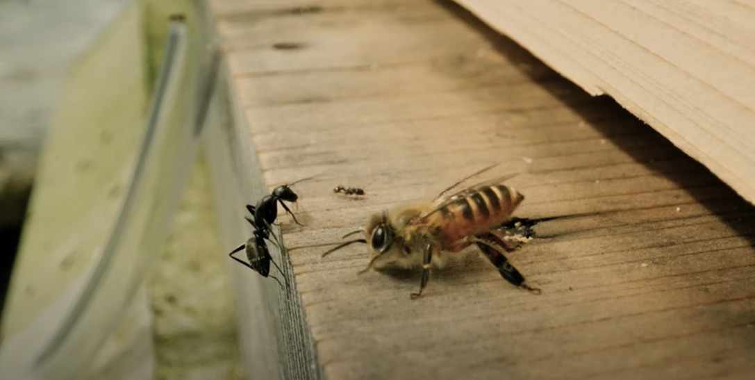 abeilles japonaises vs fourmis
