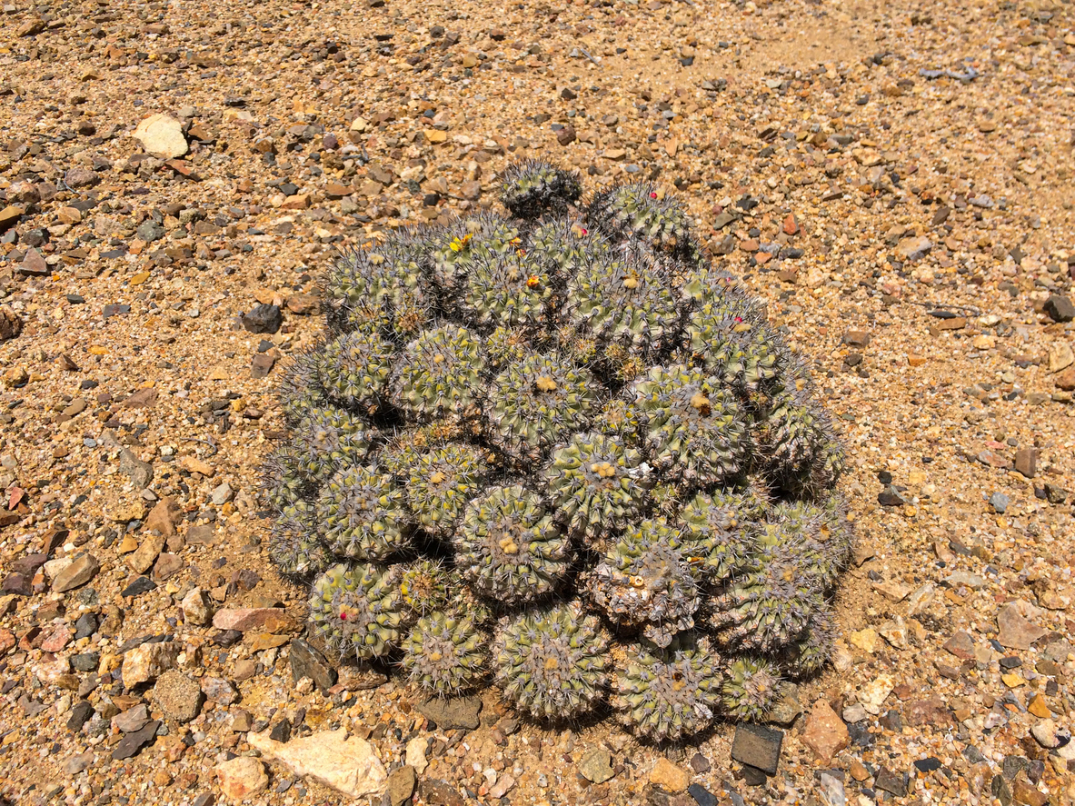 Copiapoa cactus esp&egrave;ce d&eacute;sert buisson