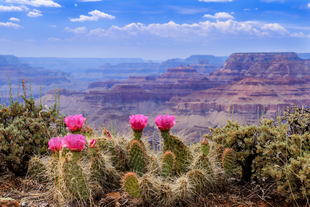 cactus plantes à fleurs paysage USA Etats-Unis