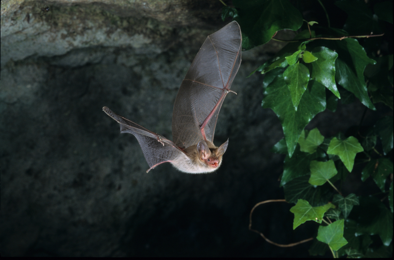 chauve-souris chiroptère mammifère voler
