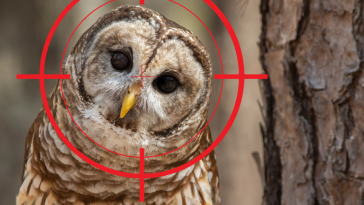 chouette rayée plan d'abattage