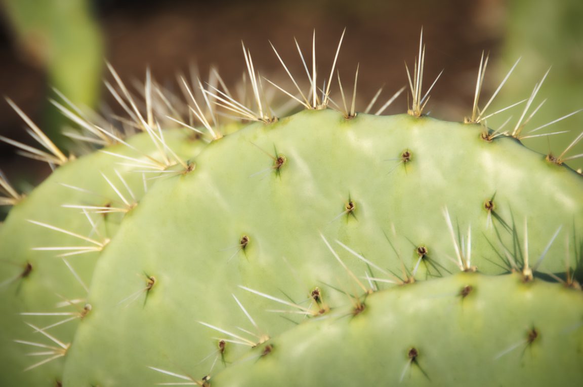 cactus épines plante grasse zoom