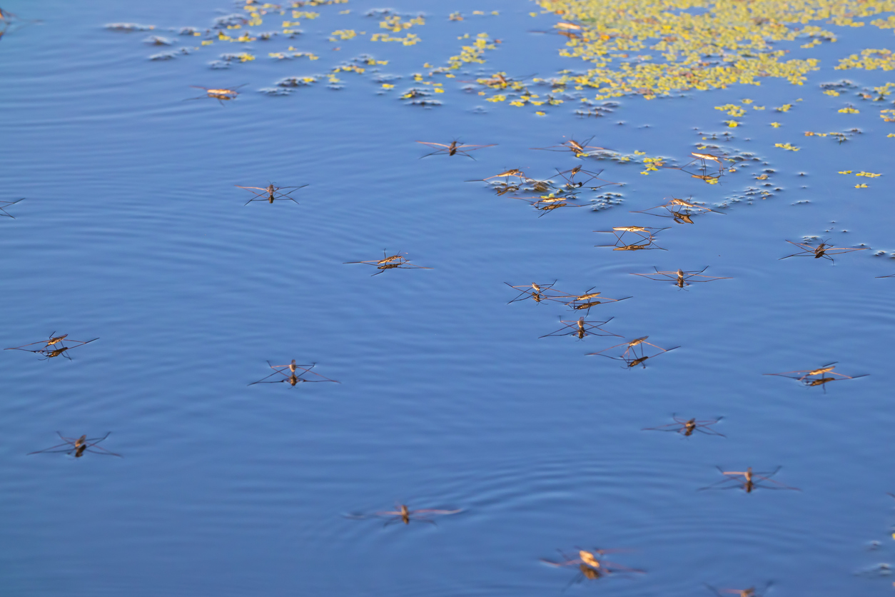 insectes punaises eau surface nager