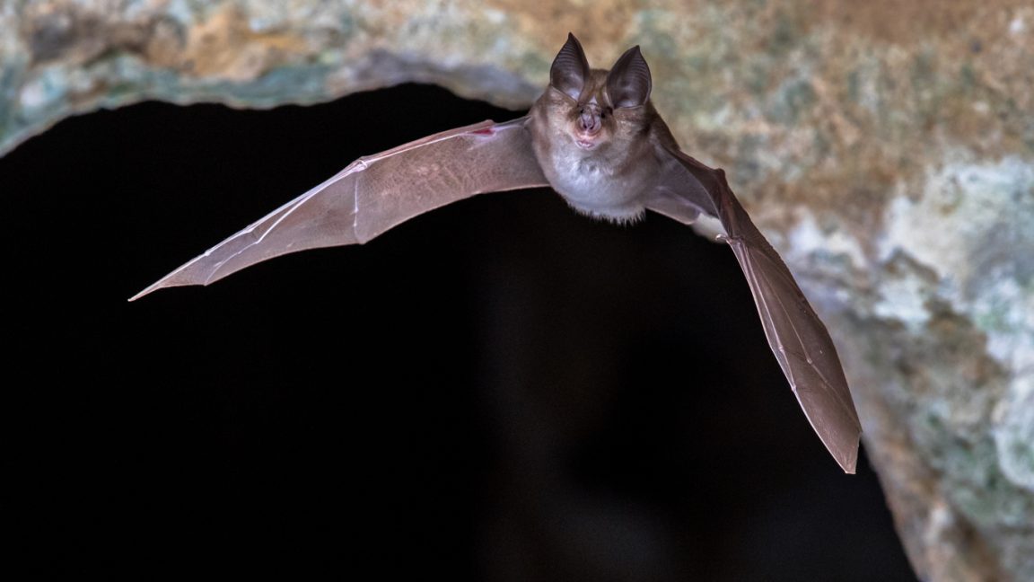 chauve-souris grotte tunnel voler