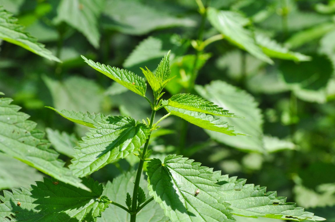herbe et mauvaises herbes orties ortie (Urtica dioica)