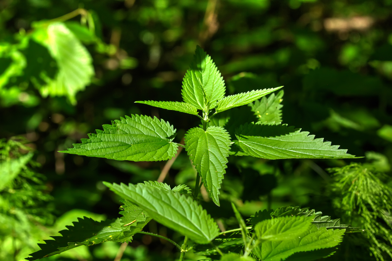 herbe et mauvaises herbes orties ortie (Urtica dioica) crimes et meurtres