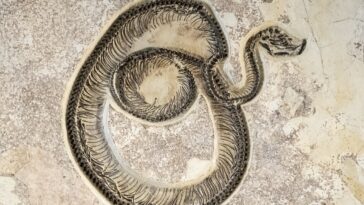 serpent fossile
