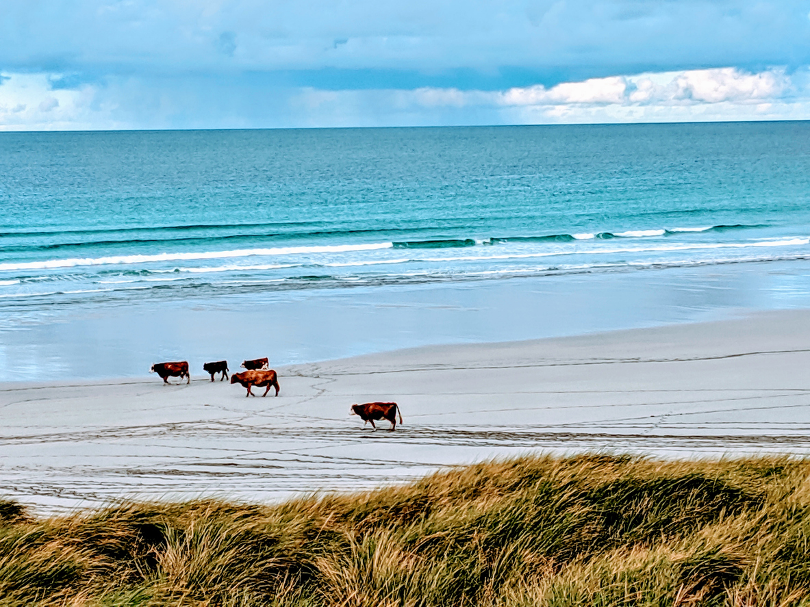 troupeau vaches île de Barra plage mer Ecosse