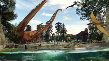 ont été découvertes dans le nord-est de la Thaïlande par une équipe de paléontologues de l'Université Kasetsart, de l'Université Mahasarakham et du Musée Sirindhorn. Reconstruction paléoenvironnementale de la formation de Phu Kradung du Jurassique supérieur dans le nord-est de la Thaïlande. Crédit photo : Chatcharin Somboon. Reconstruction paléoenvironnementale de la formation de Phu Kradung du Jurassique supérieur dans le nord-est de la Thaïlande. Crédit photo : Chatcharin Somboon. « Les Tyrannosauroidea sont un clade de théropodes, comprenant des dinosaures carnivores bien connus tels que Tyrannosaurus rex du Crétacé supérieur d'Amérique du Nord », ont déclaré le Dr Chatchalerm Ketwetsuriya de l'Université Kasetsart et ses collègues. « Ils habitaient principalement le supercontinent Laurasia tout au long du Jurassique moyen jusqu'au Crétacé supérieur. » « Les premiers membres connus de Tyrannosauroidea ont été découverts au Jurassique moyen en Europe et en Asie, suggérant l’origine de ce groupe de théropodes en Eurasie. » « Les tyrannosauroidés étaient répartis du Jurassique supérieur au Crétacé supérieur en Asie, la plupart des tyrannosaures asiatiques ayant été trouvés en Chine et en Mongolie. » Les trois dents isolées d'un dinosaure tyrannosaure examinées par l'équipe ont été récupérées dans la localité de Phu Noi, district de Kham Muang, province de Kalasin, nord-est de la Thaïlande. Les spécimens remontent à l'âge Tithonien de la période jurassique, il y a environ 145 millions d'années. Dents isolées d'un dinosaure tyrannosaure basilaire de la localité de Phu Noi, Thaïlande. Crédit photo : Chowchuvech et al. Dents isolées d'un dinosaure tyrannosaure basilaire de la localité de Phu Noi, Thaïlande. Crédit image : Chowchuvech et al . « La localité de Phu Noi est réputée comme l’un des gisements de vertébrés mésozoïques les plus prolifiques d’Asie du Sud-Est », ont déclaré les paléontologues. « De nombreuses espèces ont été découvertes sur ce site, notamment des requins d’eau douce, des poissons à nageoires rayonnées, des dipneustes, des amphibiens, des tortues, des crocodyliformes, des ptérosaures et des dinosaures. » « Dans la localité de Phu Noi, trois espèces de dinosaures ont été identifiées, comprenant un théropode métriacanthosauridé, un sauropode mamenchisauridé et les néornithischiens basaux Minimocursor phunoiensis . » « Trois de ces dents de théropode de la localité de Phu Noi présentent des caractéristiques dentaires uniques qui peuvent être distinguées des théropodes métriacanthosauridés découverts précédemment, y compris les dents latérales avec des carènes mésiales torsadées mésiolinguales s'étendant au-dessus de la ligne du col de l'utérus et une texture de surface en émail tressé », ont-ils ajouté. « L'examen morphologique ainsi que les analyses cladistiques et morphométriques montrent que ces dents isolées présentent les synapomorphies des tyrannosauroidés basaux, étroitement liés à Guanlong wucaii et Proceratosaurus bradleyi de la période jurassique. » « Cette découverte marque le premier signalement de Tyrannosauroidea au Jurassique de l'Asie du Sud-Est et contribue à la connaissance de la paléoécologie de la formation inférieure de Phu Kradung , ainsi que de la distribution paléobiogéographique des tyrannosauroidea au cours du Jurassique supérieur », ont-ils conclu. « De plus, cette étude met en lumière la possibilité de découvrir de nouvelles espèces de dinosaures thaïlandais lors de futures fouilles et études. » L’ étude a été publiée dans la revue Tropical Natural History . _____ W. Chowchuvech et al . 2024. La première apparition d'un tyrannosaure basal en Asie du Sud-Est : preuves dentaires du Jurassique supérieur du nord-est de la Thaïlande. Histoire naturelle tropicale 24 (1) : 84-95 Publié dans En vedette Paléontologie Marqué comme AsieDinosaureFossilejurassiqueFormation de Phu KradungAsie du sud estDentsThaïlandeThéropodeTyrannosaurTyrannosauroidea Tu pourrais aimer Reconstitution de Comptonatus chasei. Crédit photo : John Sibbick. Un nouveau dinosaure iguanodontien découvert sur l'île de Wight Fona herzogae. Crédit photo : Jorge Gonzalez. Un dinosaure Thescelosauriné récemment découvert vivait dans des terriers Gaiasia jennyae. Crédit photo : Gabriel Lio. Un prédateur géant ressemblant à une salamandre vivait en Namibie il y a 280 millions d'années Reconstitution de la vie du Gigantspinosaurus (en bas au premier plan), une espèce sœur du stégosaure récemment découvert Baiyinosaurus baojiensis, et d'autres dinosaures de la formation de Shaximiao. Crédit image : A. Belov / CC BY-SA 3.0. Une nouvelle espèce de stégosaure révélée Svenning et al. montrent que les preuves d'une influence majeure du climat sont peu nombreuses, ni dans les schémas d'extinction mondiaux, ni dans les données spatiotemporelles et mécanistes à petite échelle. À l'inverse, les preuves sont de plus en plus nombreuses que les pressions humaines sont le principal facteur de ces extinctions, avec des preuves émergentes d'un début initial lié aux hominines pré-Homo sapiens avant le Pléistocène tardif. Crédit photo : Svenning et al., doi : 10.1017/ext.2024.4. Les humains ont joué un rôle clé dans l'extinction de la mégafaune, confirme une nouvelle étude Lithouva susmanii du Paléocène de Colombie. Barre d'échelle - 1 mm. Crédit image : Herrera et al., doi : 10.1038/s41477-024-01717-9. Des pépins de raisin vieux de 60 millions d'années découverts en Colombie Caprimulgus ritae mâle, Wetar, le 13 octobre 2014. Crédit image : James Eaton. Découverte d'une nouvelle espèce d'oiseau sur les petites îles de la Sonde