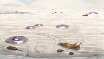 premiers animaux terrestres