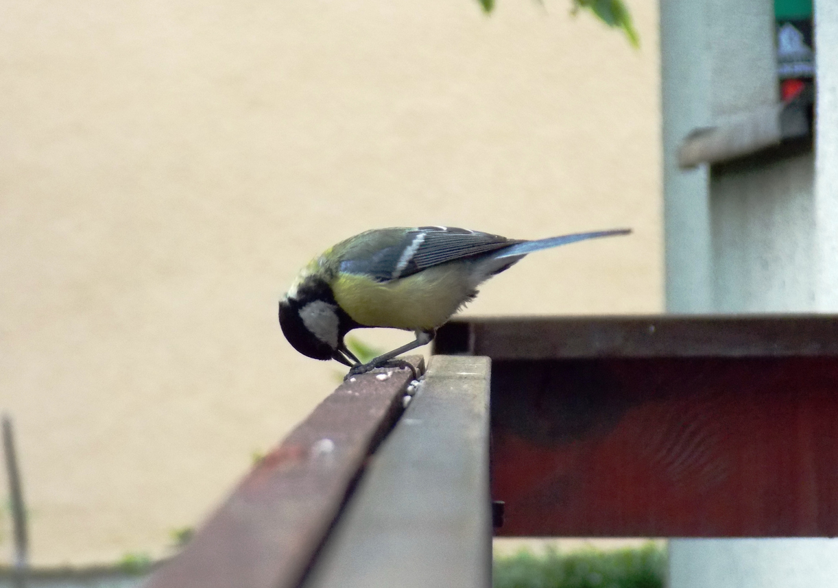 mésange oiseau passereau graines