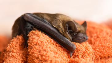 noctule commune chauve-souris Nyctalus noctula