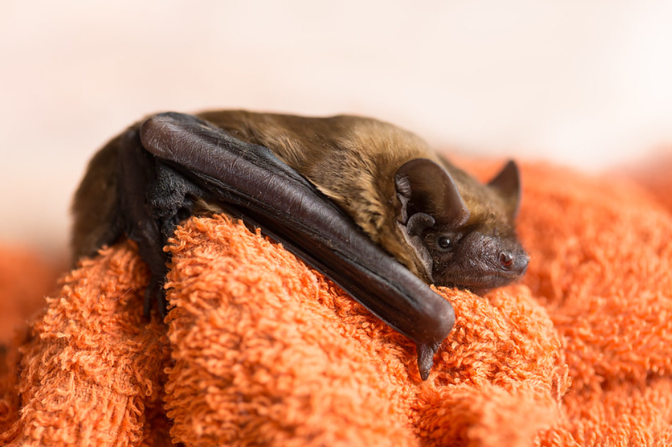 noctule commune chauve-souris Nyctalus noctula
