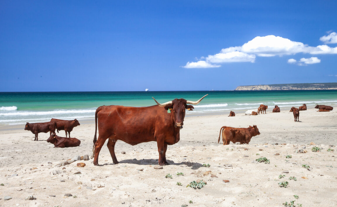 vaches plage mer sable Espagne liberté