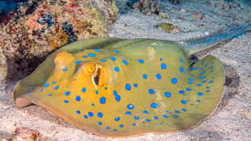 raie pastenague à taches bleues pastenague queue à ruban (Taeniura lymma)