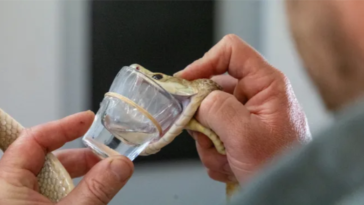 serpent record de venin Australie