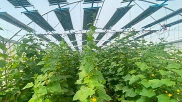 système agrivoltaïque 2