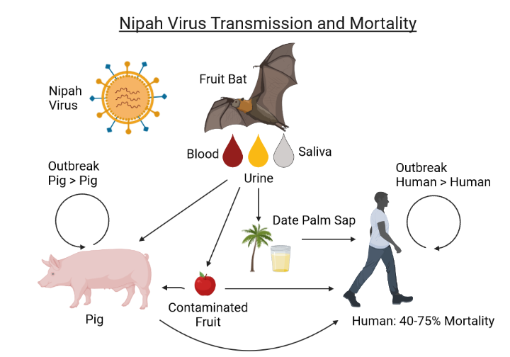 virus Nipah Inde 2