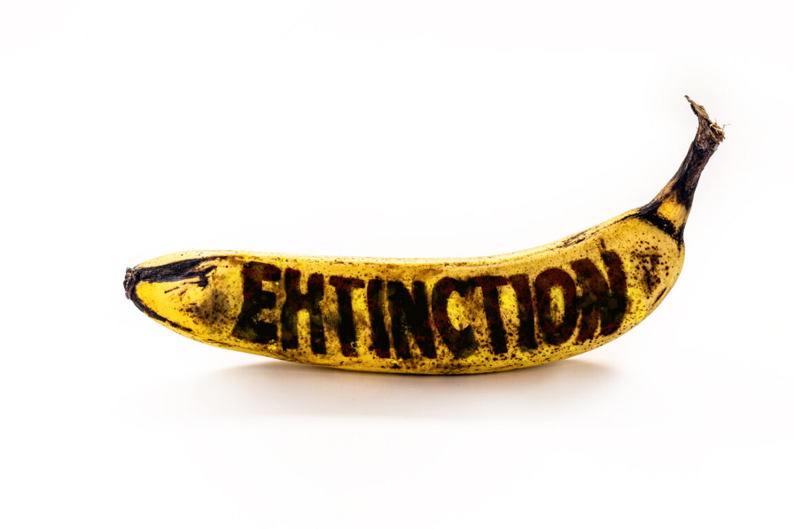 Banane contaminée par Fusarium oxysporum TR 4 extinction