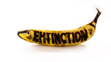 Banane contaminée par Fusarium oxysporum TR 4 extinction