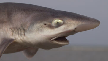 émissoles lisses (Mustelus mustelus) requins parthénogenèse