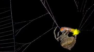 araignée Araneus ventricosus et luciole Abscondita terminalis