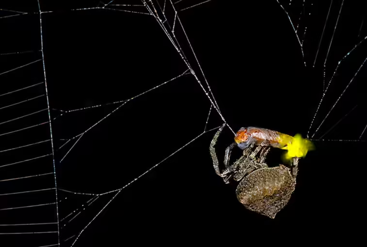 araignée Araneus ventricosus et luciole Abscondita terminalis