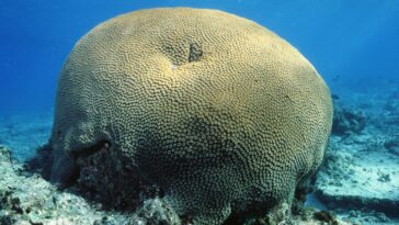 corail Diploastrea heliopora