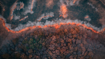 arbres forêts feux fumée