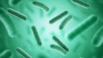 bactéries polluants « chimiques éternels »