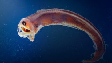 poisson-vipère de Sloane Chauliodus sloani dents