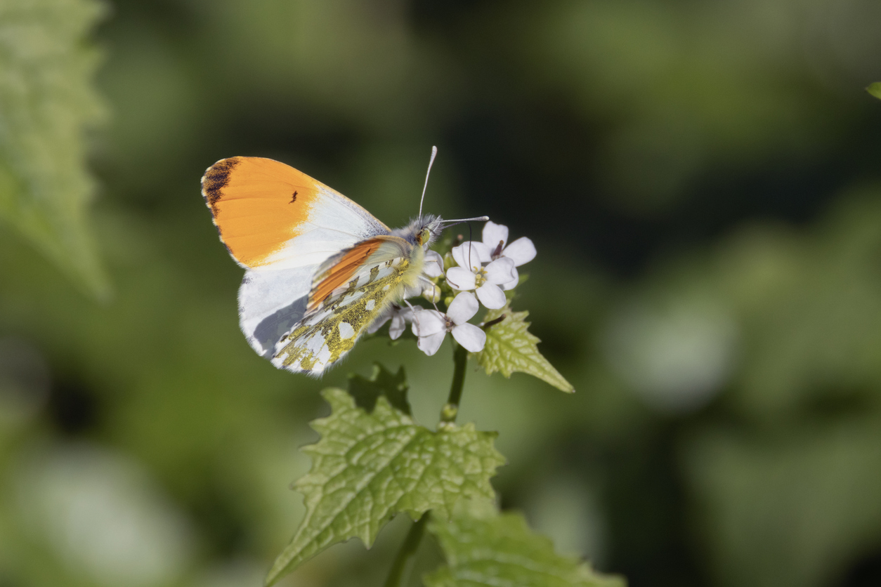 pollinisateur papillon