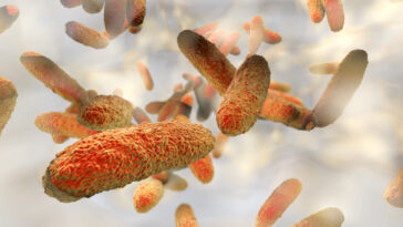 superbactérie « hypervirulente »