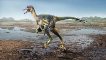 Hypnovenator matsubaraetoheorum dinosaure Japon