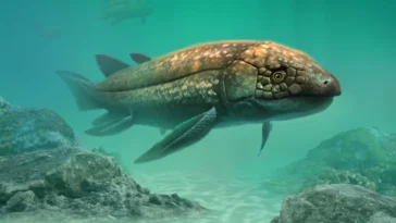 Ferganoceratodus edwards dipneuste