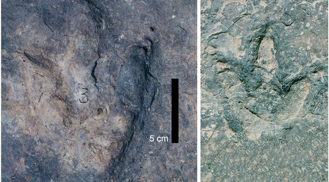 empreintes dinosaures
