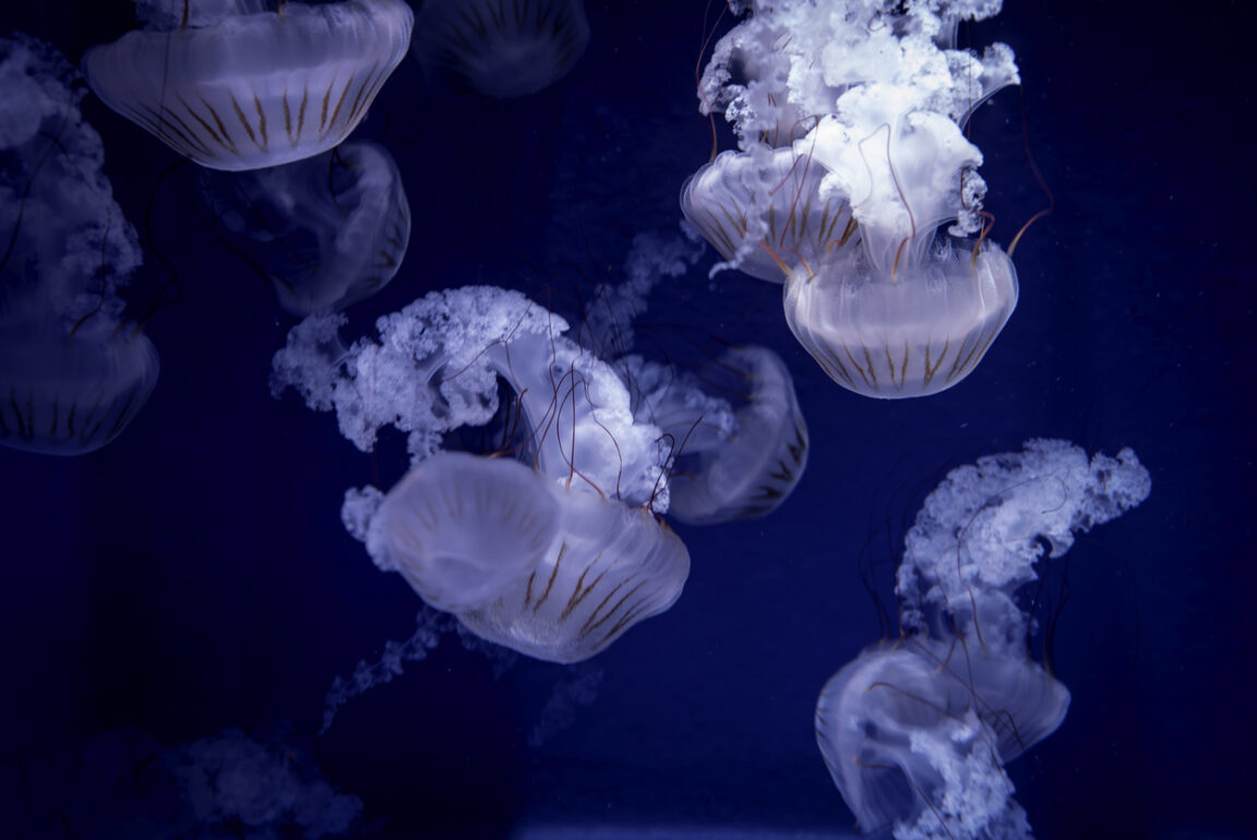 méduses sens direction eau mer déplacer