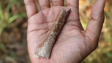 petit os Homme de Florès (Homo floresiensis) Hobbit