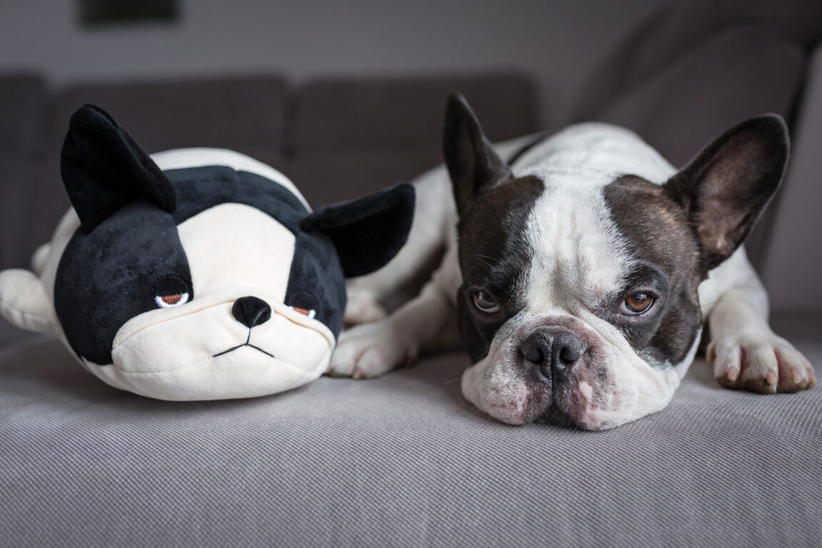 Bouledogue français couché avec sa peluche jouet pour chien chiens animaux de compagnie domestiques