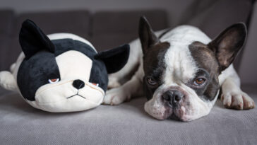 Bouledogue français couché avec sa peluche jouet pour chien chiens animaux de compagnie domestiques