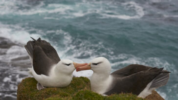 Couple d'albatros à sourcils noirs site de nidification oiseaux marins