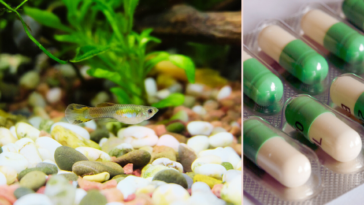 Guppy (Poecilia wingei) pollution de l'eau douce médicaments antidépresseurs effets sur poissons